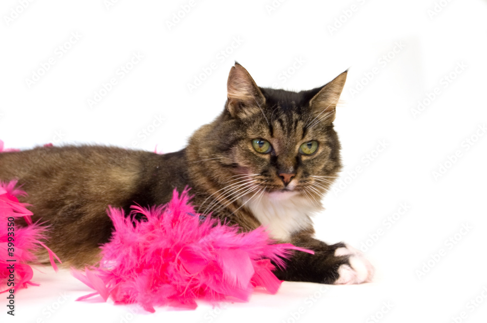 domestic cat laying in a boa