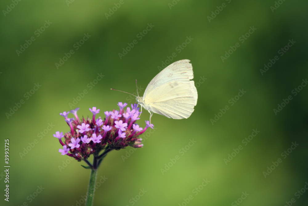 Fototapeta premium White butterfly