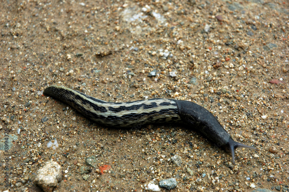 Obraz premium Slug on sand