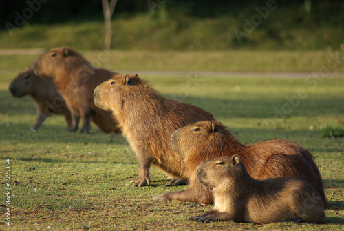 a group og mammals