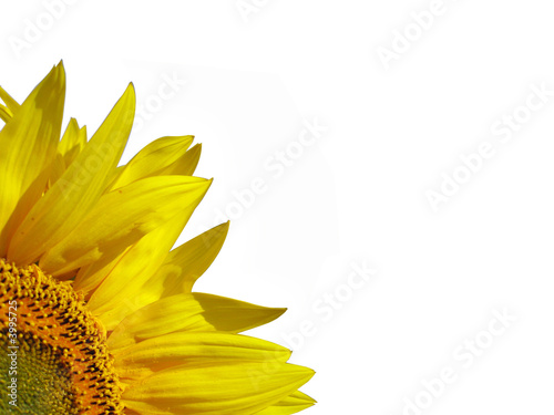 tournesol photo