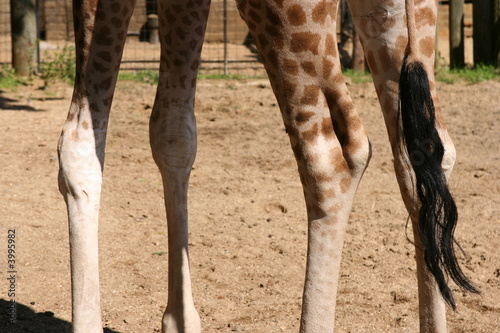 Girafe Legs
