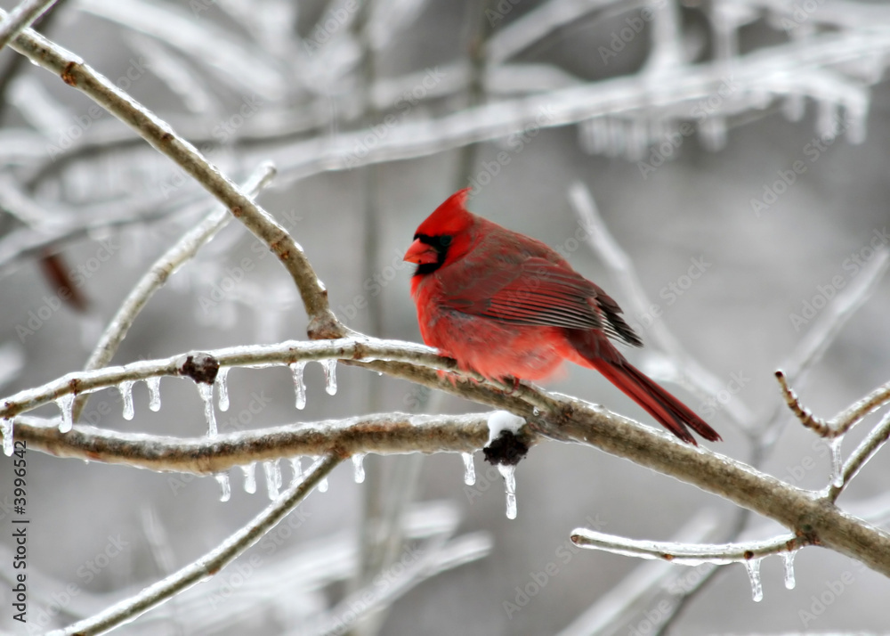 Naklejka Cardinal