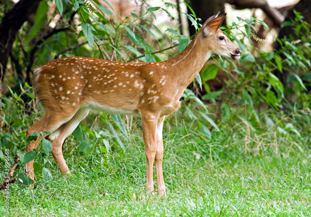 White-tailed Fawn White-tailed Fawn