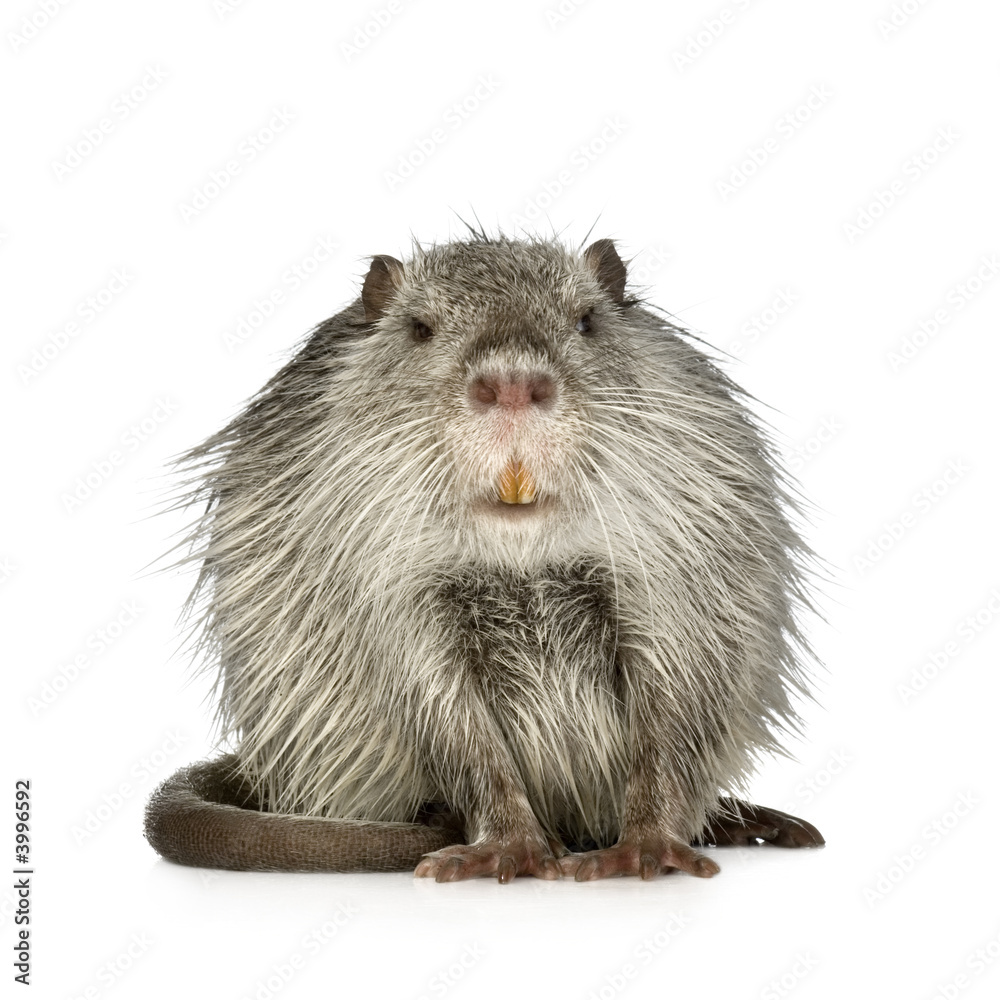 Coypu or Nutria (Myocastor coypus) Coypu or Nutria (Myocastor coypus)