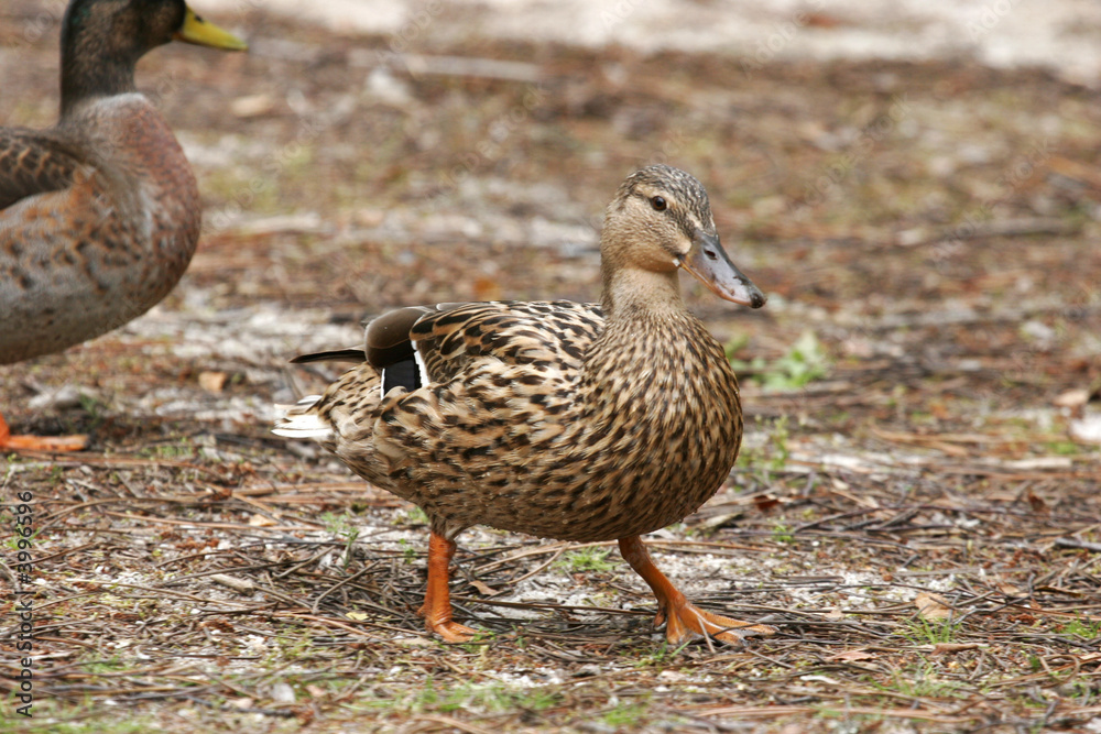 duck at the edge of water duck at the edge of water