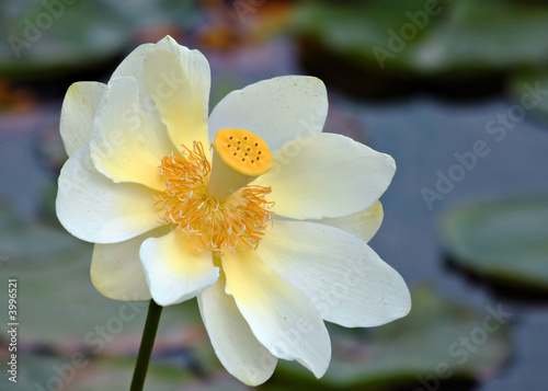 American Lotus