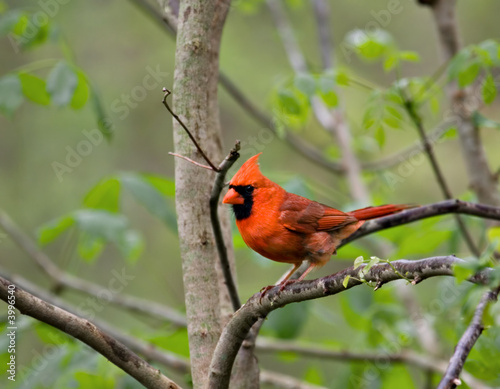 Cardinal (2)