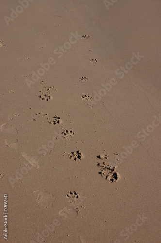 Walking the Dog, footprints