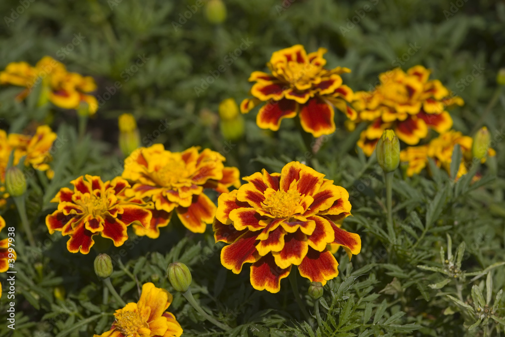 Marigolds Marigolds