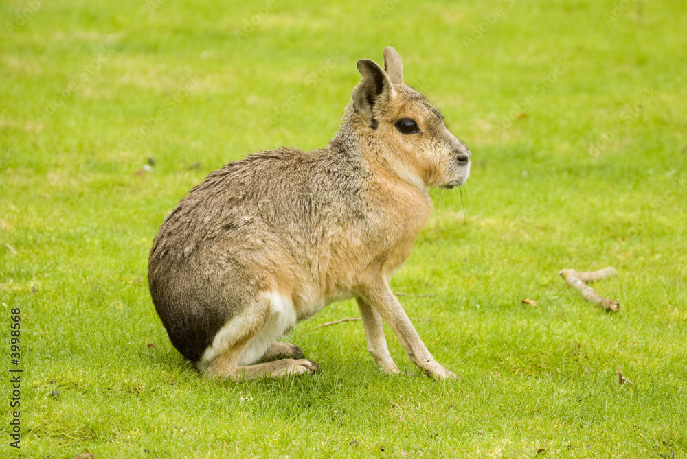 Obraz premium Patagonian Hare