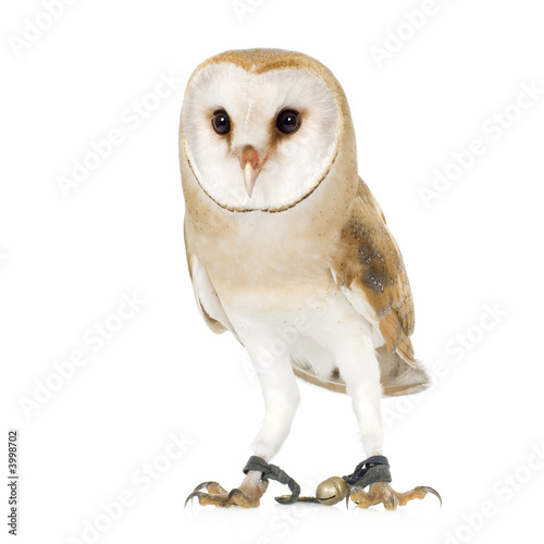 Common Barn Owl (4 mounths)