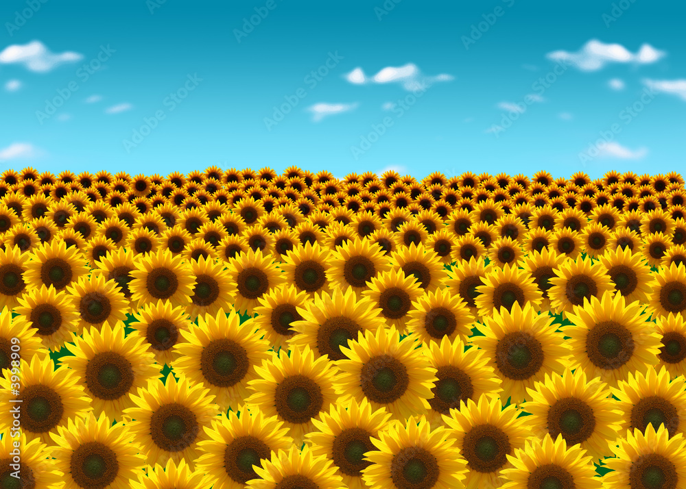 Fototapeta premium sonnenblumenfeld