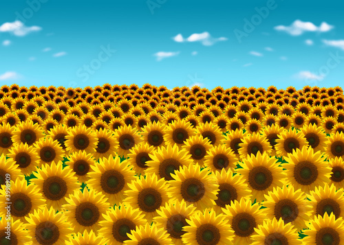 Fototapeta Naklejka Na Ścianę i Meble -  sonnenblumenfeld