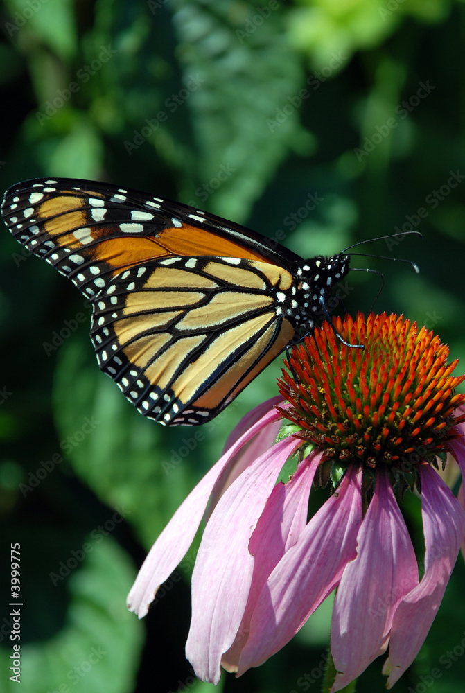 Fototapeta premium Monarch butterfly drinking nectar of pink daisy flower