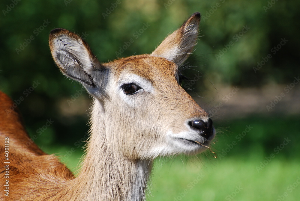 j'ai quoi? dans ma bouche?