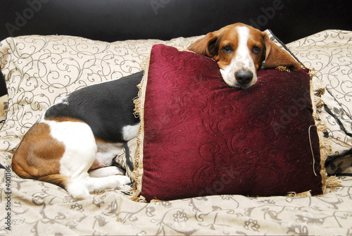 basset hound