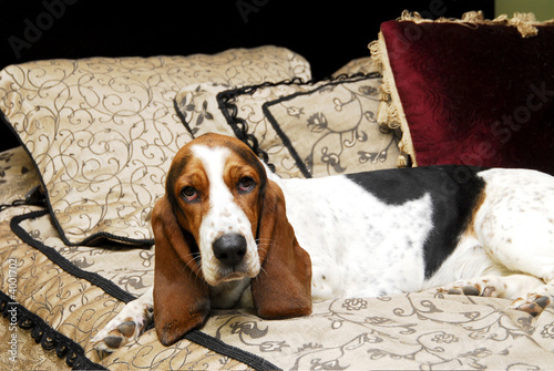 basset hound