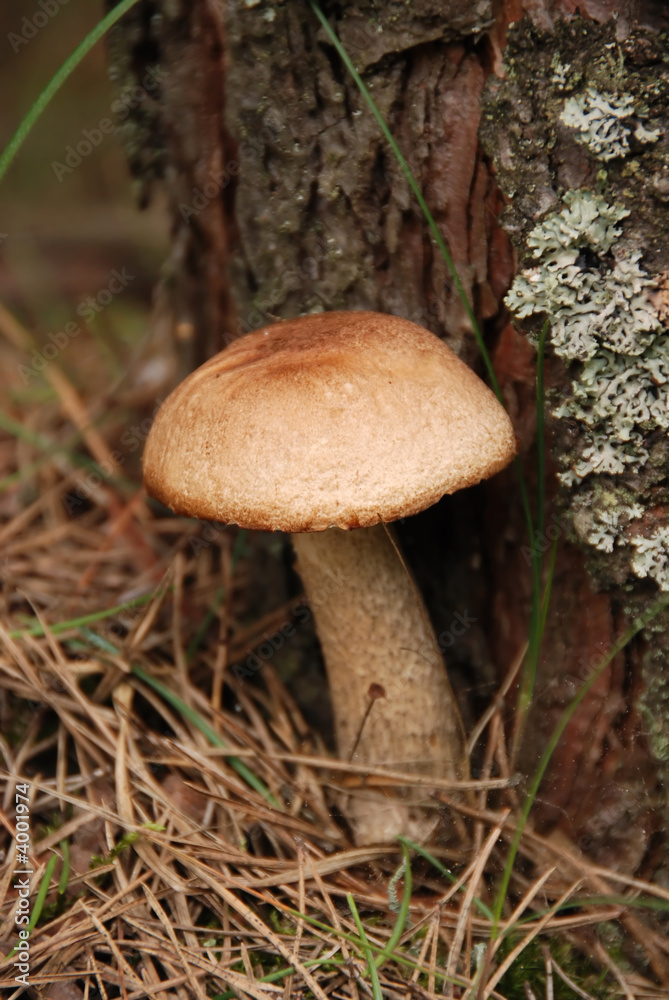 Bolete in the forest Bolete in the forest