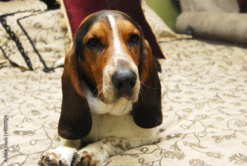 basset hound