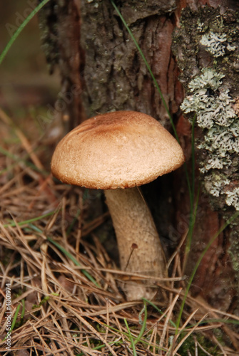 Bolete in the forest
