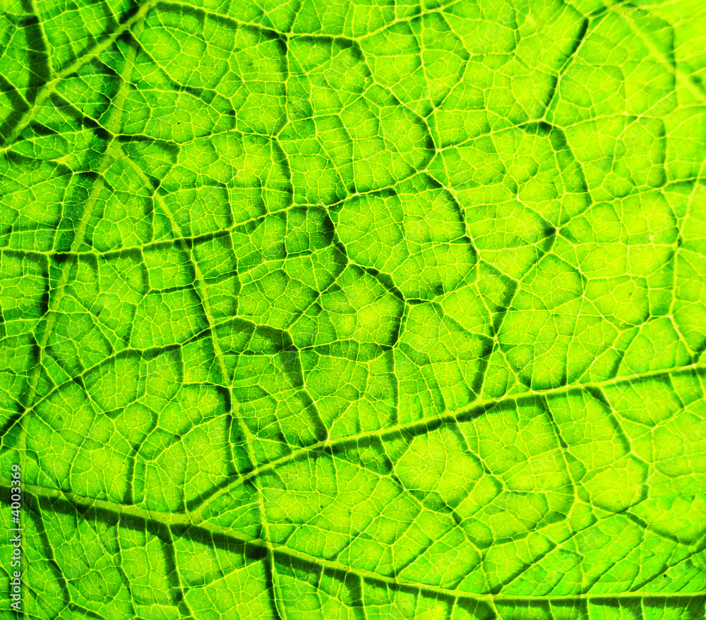 Underside Of A Green Leaf 6