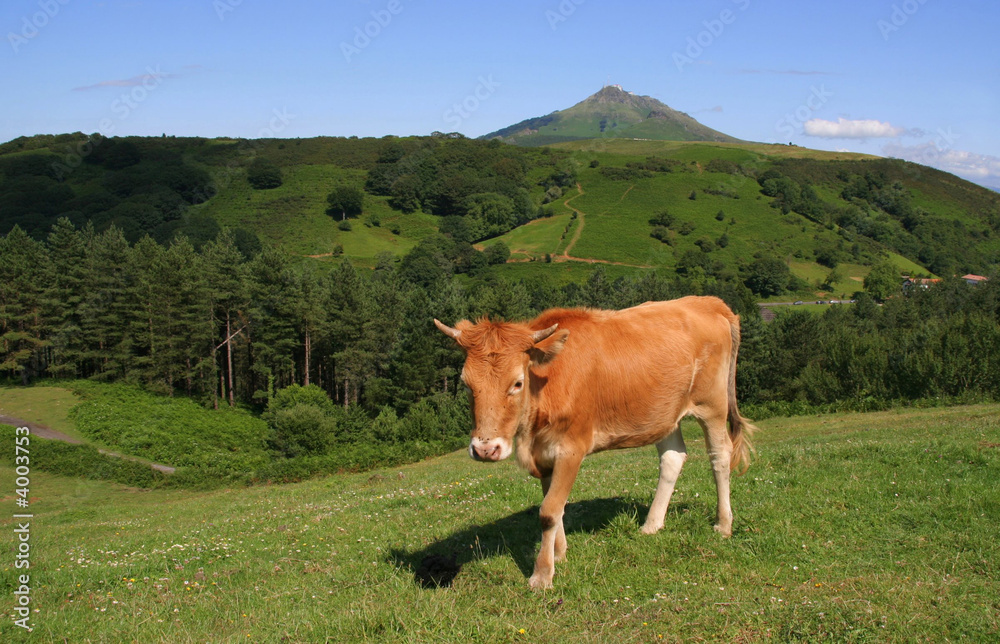 Fototapeta premium une vache dans son alpage