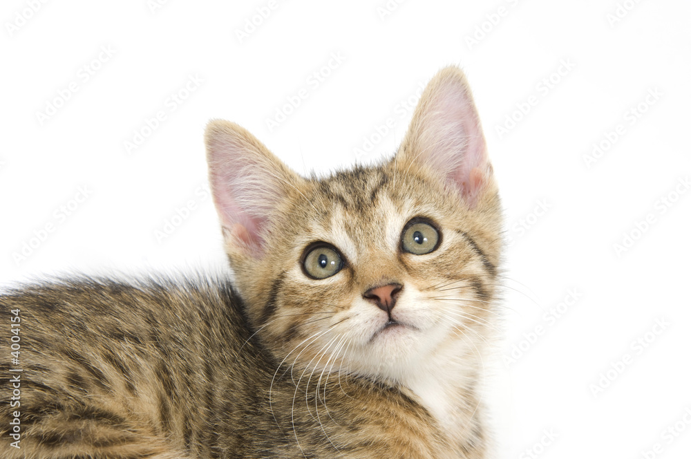 Kitten looking up Kitten looking up