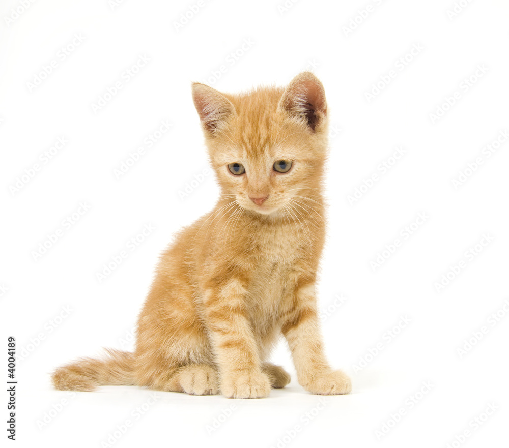 Yellow kitten on white background