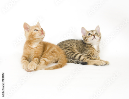 Fototapeta Naklejka Na Ścianę i Meble -  Two kittens looking up