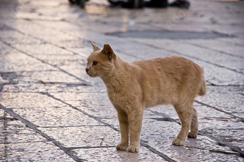 Red-headed cat on a holly ground
