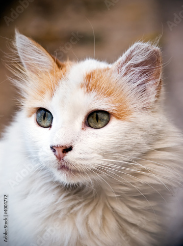 Beutifull cat-semi side