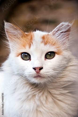 Beutifull cat