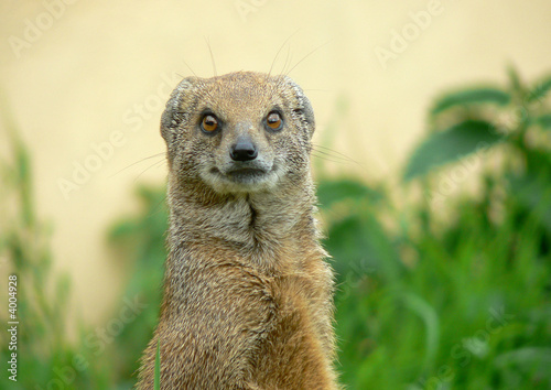 yellow mongoose photo