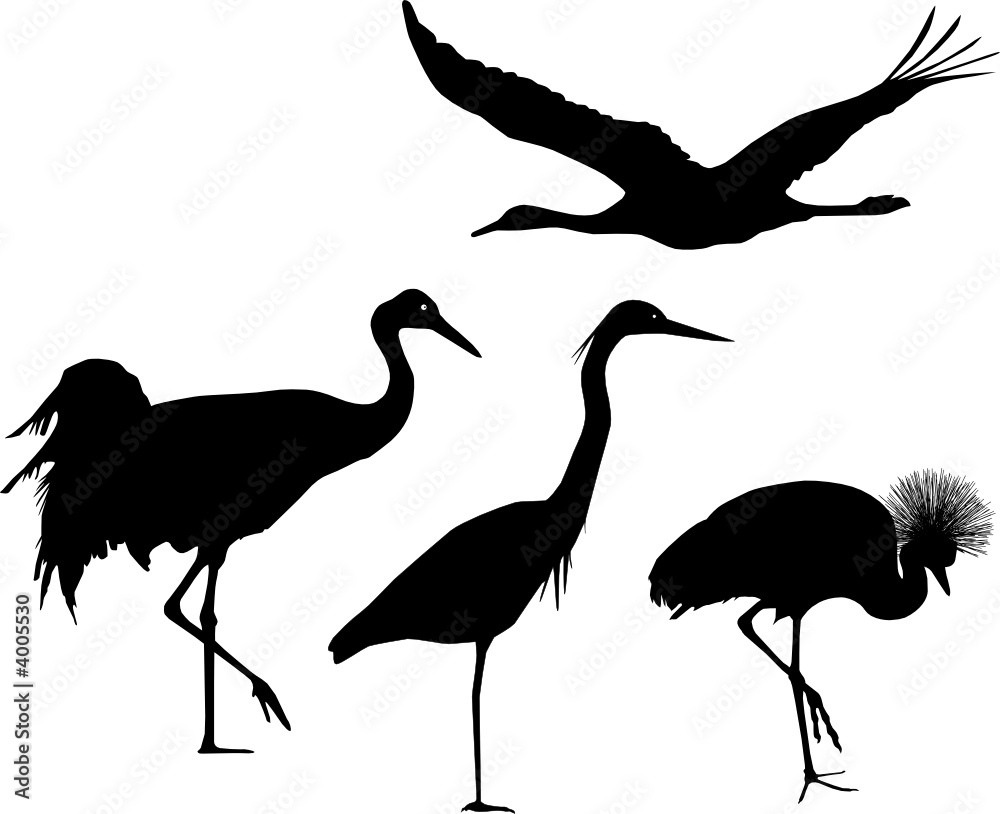 Fototapeta premium Kranich