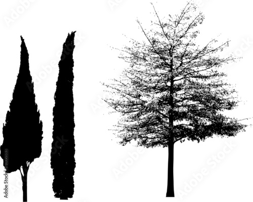 Baum