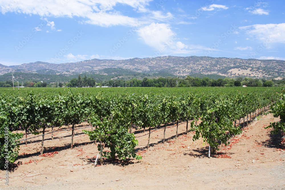 Vines and vineyard in Napa Valley in California