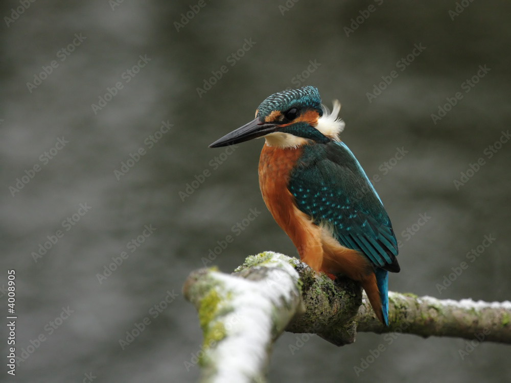 Fototapeta premium Eisvogel