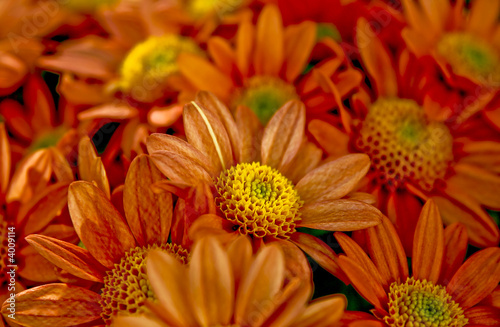 orange flowers