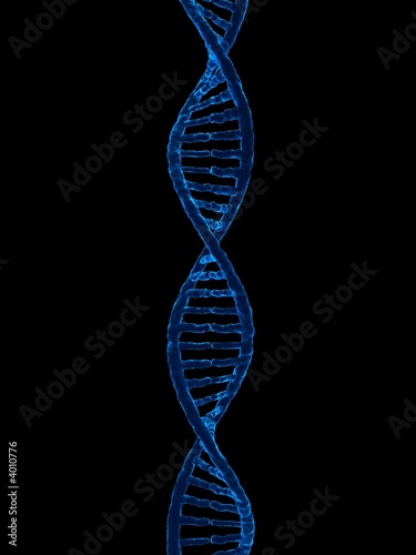 dna model