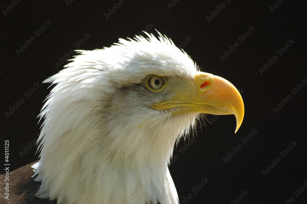 bald eagle bald eagle