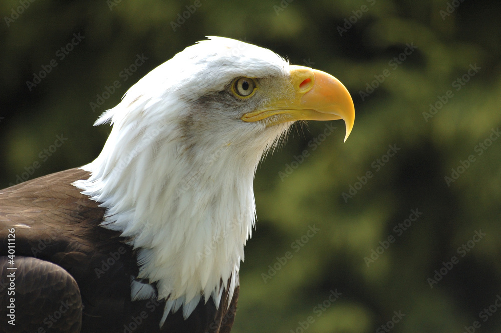 Obraz premium bald eagle