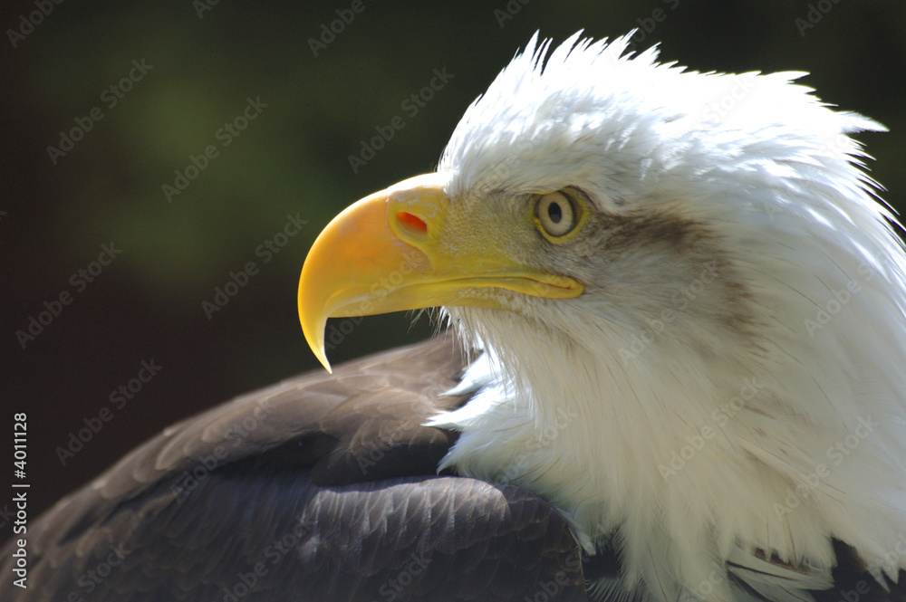 bald eagle