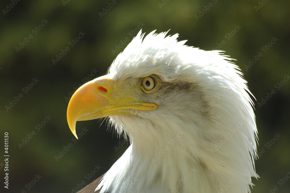 bald eagle bald eagle