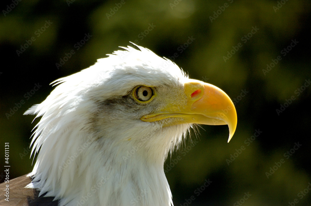 bald eagle bald eagle