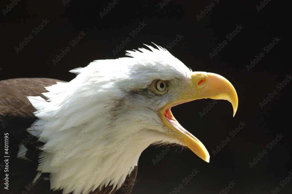 Obraz premium bald eagle