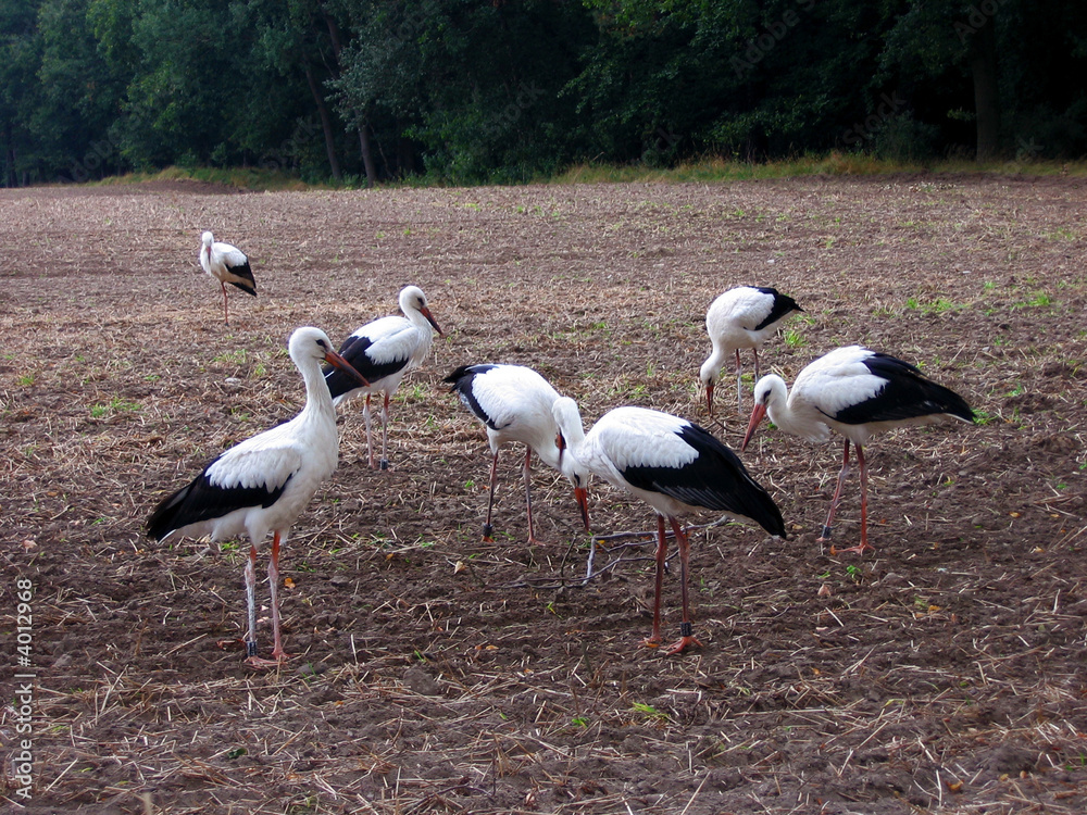 Obraz premium Störche