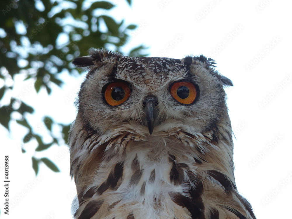 Fototapeta premium bengal eagle owl