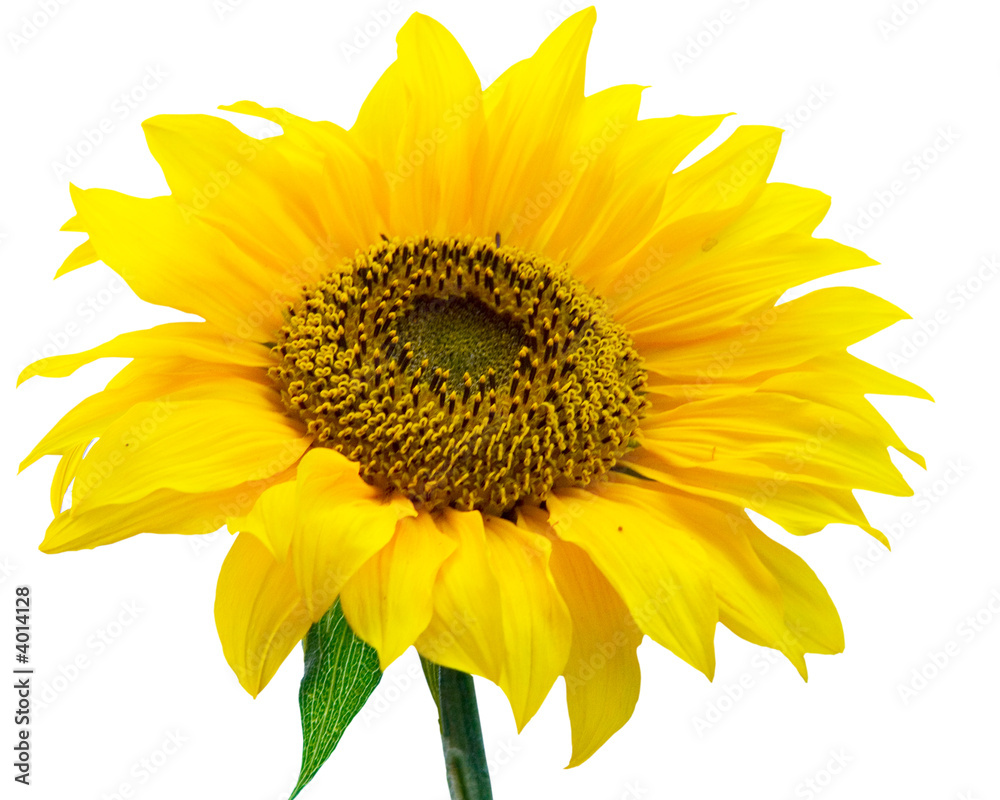 Fototapeta premium photo of a sunflower isolated on white background