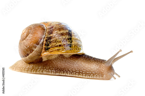 commun european snail (Helix aspersa)